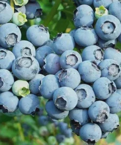 Reka Blueberry Starter Plug - 5 Pack Vaccinium corymbosum Live Plant - Image 2