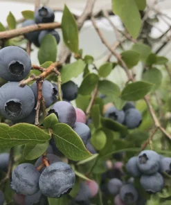 Reka Blueberry Starter Plug - 5 Pack Vaccinium corymbosum Live Plant - Image 5