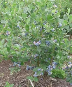 Reka Blueberry Starter Plug - 5 Pack Vaccinium corymbosum Live Plant - Image 7