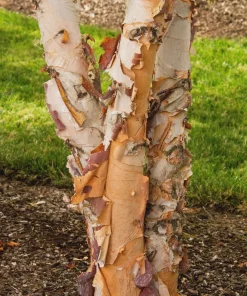 River Birch Tree Betula nigra - Bare Root Live Plant, 12-24in Height - Image 3
