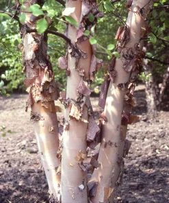 River Birch Tree Betula nigra - Bare Root Live Plant, 12-24in Height - Image 4