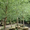 River Birch Tree Betula nigra - Bare Root Live Plant, 12-24in Height - Image 1