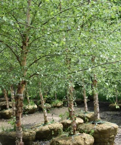 River Birch Tree Betula nigra - Bare Root Live Plant, 12-24in Height - Image 1