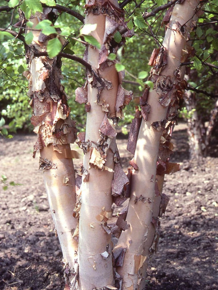 River Birch Tree (Betula nigra) Live Plant - 5 Count, 8-18in Tall, Quart Pot - Image 4