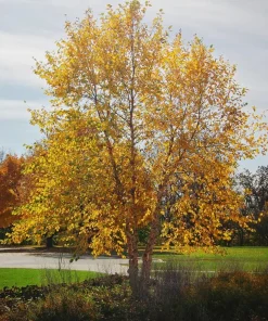 River Birch Tree (Betula nigra) Live Plant - 5 Count, 8-18in Tall, Quart Pot - Image 5