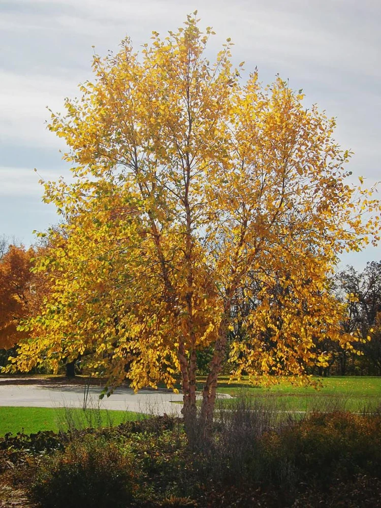 River Birch Tree (Betula nigra) Live Plant - 5 Count, 8-18in Tall, Quart Pot - Image 5