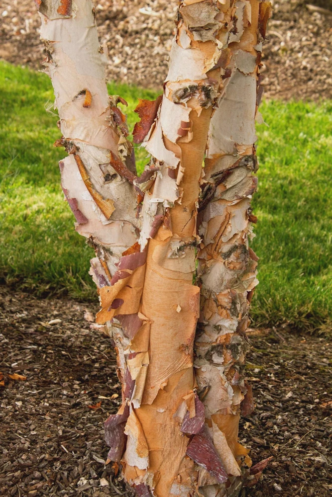 River Birch Tree (Betula nigra) Live Plant - 5 Count, 8-18in Tall, Quart Pot - Image 6