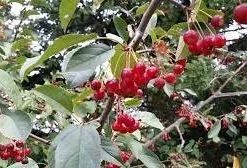 Roselow Crabapple Live Plant – Flowering Fruit Shrub for Wildlife – Zones 4-9 - Image 2