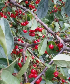 Roselow Crabapple Live Plant – Flowering Fruit Shrub for Wildlife – Zones 4-9 - Image 3
