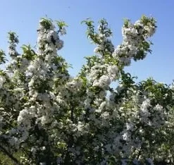 Roselow Crabapple Live Plant – Flowering Fruit Shrub for Wildlife – Zones 4-9 - Image 4