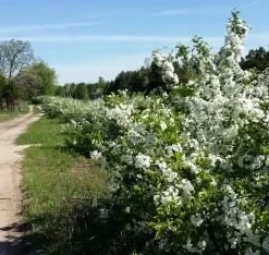 Roselow Crabapple Live Plant – Flowering Fruit Shrub for Wildlife – Zones 4-9 - Image 5