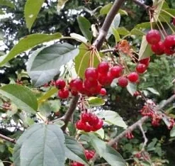Roselow Crabapple Live Plant – Flowering Fruit Shrub for Wildlife – Zones 4-9 - Image 6