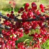 Roselow Crabapple Live Plant – Flowering Fruit Shrub for Wildlife – Zones 4-9 - Image 1