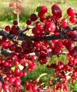 Roselow Crabapple Live Plant – Flowering Fruit Shrub for Wildlife – Zones 4-9 - Image 1