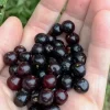 Rum Cherry Live Plant - Prunus serotina - Rooted Tree - Zones 3-9 - Image 1