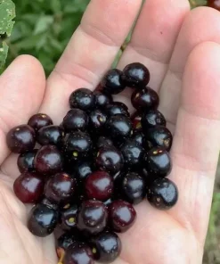 Rum Cherry Live Plant - Prunus serotina - Rooted Tree - Zones 3-9 - Image 1