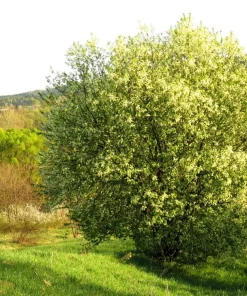 Rum Cherry Live Plant - Prunus serotina - Rooted Tree - Zones 3-9 - Image 3