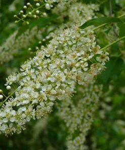 Rum Cherry Live Plant - Prunus serotina - Rooted Tree - Zones 3-9 - Image 5