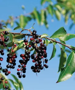 Rum Cherry Live Plant - Prunus serotina - Rooted Tree - Zones 3-9 - Image 6