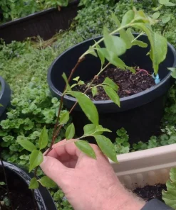 Rum Cherry Live Plant - Prunus serotina - Rooted Tree - Zones 3-9 - Image 7