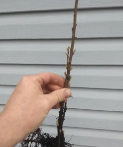 Rum Cherry Live Plant - Prunus serotina - Rooted Tree - Zones 3-9 - Image 8