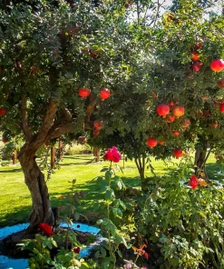 Salavatski Russian Pomegranate Tree Live Plant - Cold Hardy Punica granatum - USDA Zones 6-9 - Image 3