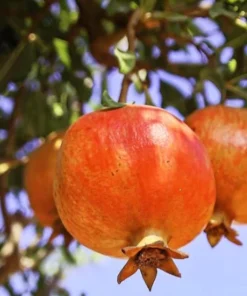 Salavatski Russian Pomegranate Tree Live Plant - Cold Hardy Punica granatum - USDA Zones 6-9 - Image 5