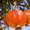 Salavatski Russian Pomegranate Tree Live Plant - Cold Hardy Punica granatum - USDA Zones 6-9 - Image 1