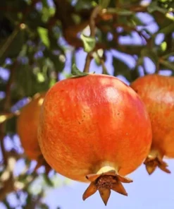 Salavatski Russian Pomegranate Tree Live Plant - Cold Hardy Punica granatum - USDA Zones 6-9 - Image 1