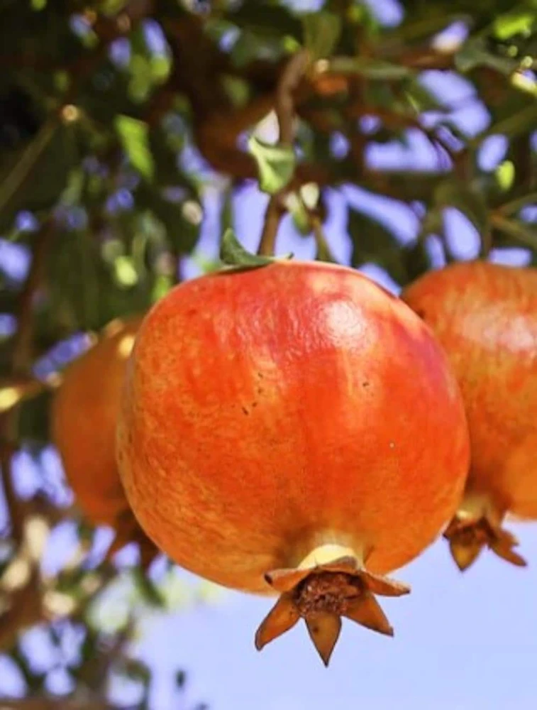 Salavatski Russian Pomegranate Tree Live Plant - Cold Hardy Punica granatum - USDA Zones 6-9 - Image 1