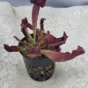 Sarracenia Catesbaei Pitcher Plant – Live Carnivorous Plant – 3.75 inch Net Pot – Potted – Indoor - Image 1