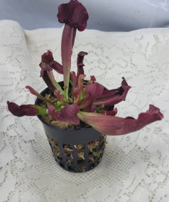 Sarracenia Catesbaei Pitcher Plant – Live Carnivorous Plant – 3.75 inch Net Pot – Potted – Indoor - Image 1