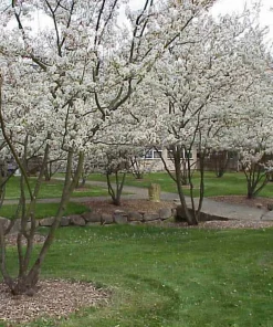 Saskatoon Serviceberry Live Plant - Amelanchier alnifolia Edible Berries 12 Inches Tall - Image 2