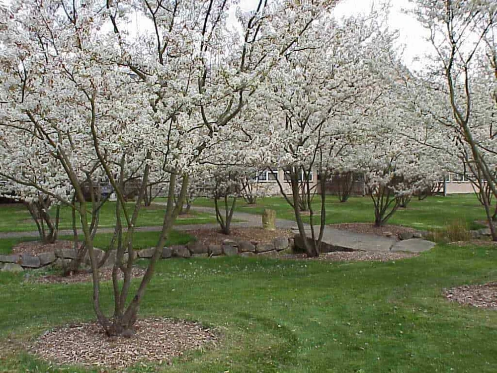Saskatoon Serviceberry Live Plant - Amelanchier alnifolia Edible Berries 12 Inches Tall - Image 2