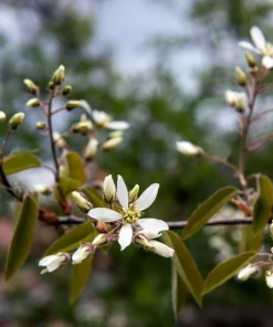 Saskatoon Serviceberry Live Plant - Amelanchier alnifolia Edible Berries 12 Inches Tall - Image 3