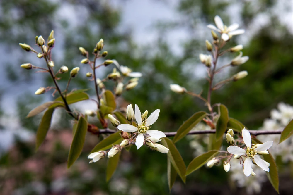 Saskatoon Serviceberry Live Plant - Amelanchier alnifolia Edible Berries 12 Inches Tall - Image 3