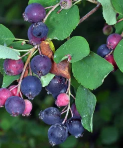 Saskatoon Serviceberry Live Plant - Amelanchier alnifolia Edible Berries 12 Inches Tall - Image 4