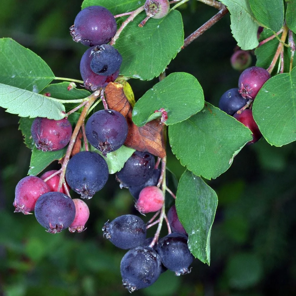 Saskatoon Serviceberry Live Plant - Amelanchier alnifolia Edible Berries 12 Inches Tall - Image 4