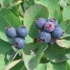 Saskatoon Serviceberry Live Plant - Amelanchier alnifolia Edible Berries 12 Inches Tall - Image 1