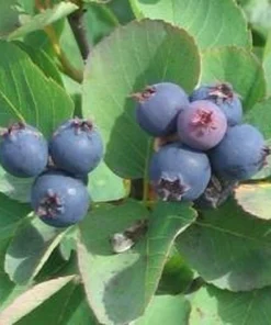 Saskatoon Serviceberry Live Plant - Amelanchier alnifolia Edible Berries 12 Inches Tall - Image 1