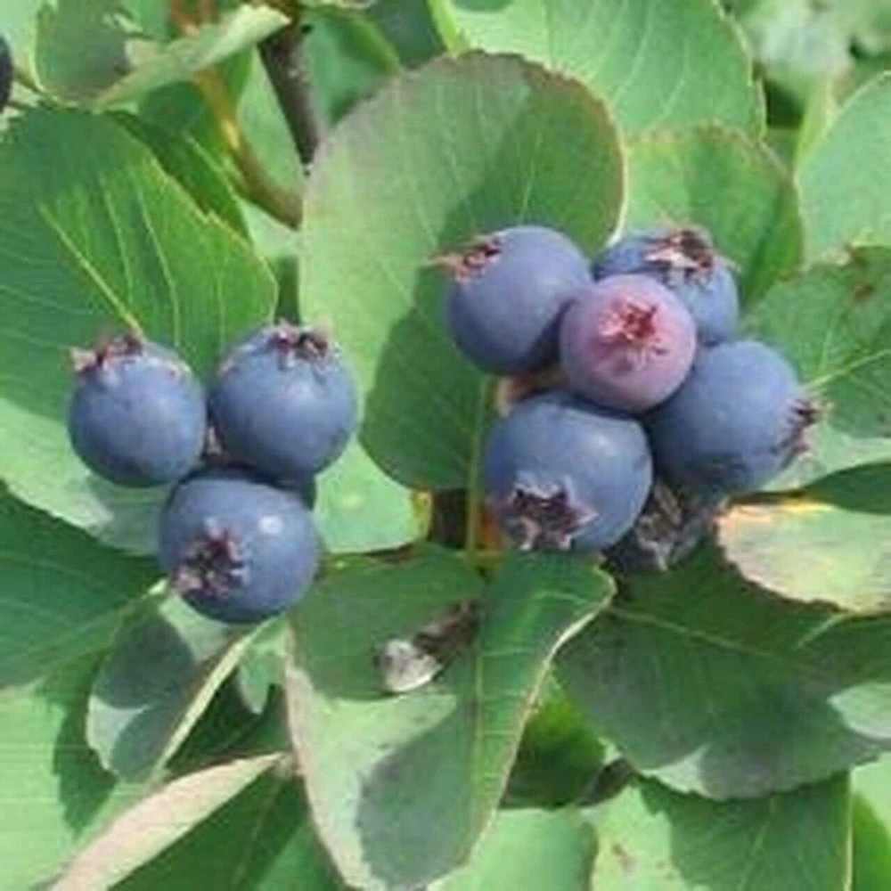 Saskatoon Serviceberry Live Plant - Amelanchier alnifolia Edible Berries 12 Inches Tall - Image 1
