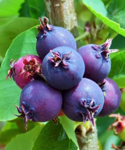 Saskatoon Serviceberry Live Plant - Amelanchier alnifolia Edible Berries 12 Inches Tall - Image 5