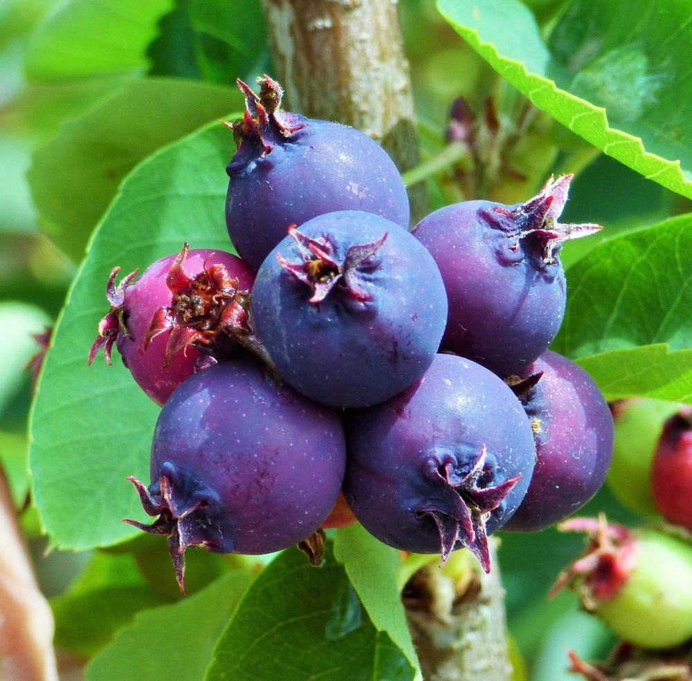 Saskatoon Serviceberry Live Plant - Amelanchier alnifolia Edible Berries 12 Inches Tall - Image 5