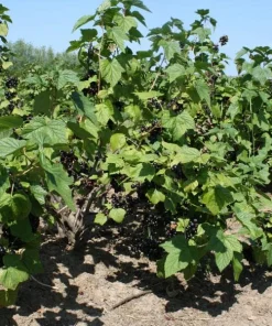 Savanna Zap Black Currant Live Plant - Edible Shrub, Self-Pollinating, Zones 4-8 - Image 2