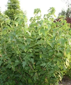 Savanna Zap Black Currant Live Plant - Edible Shrub, Self-Pollinating, Zones 4-8 - Image 3