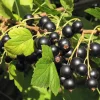 Savanna Zap Black Currant Live Plant - Edible Shrub, Self-Pollinating, Zones 4-8 - Image 1