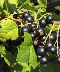 Savanna Zap Black Currant Live Plant - Edible Shrub, Self-Pollinating, Zones 4-8 - Image 1