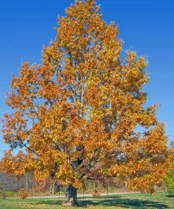 Sawtooth Oak Tree Live Plant – Quercus acutissima 12-24 inch Tall – Outdoor - Image 2