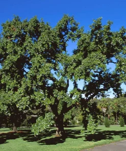 Sawtooth Oak Tree Live Plant - Quercus acutissima 12-24