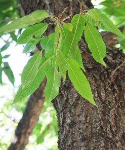 Sawtooth Oak Tree Live Plant - Quercus acutissima 12-24